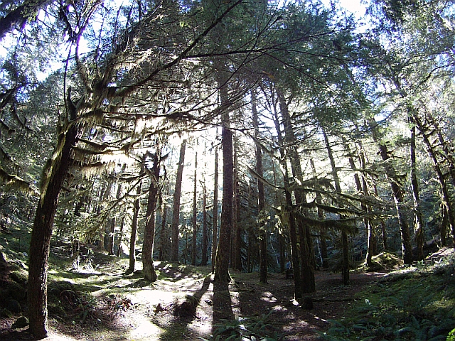 Oregon Forest beautiful