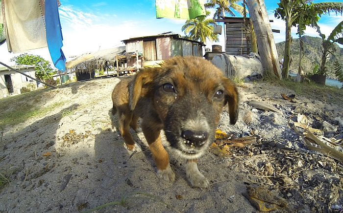 Caves04 village doggy cute Sawa-I-Lau Fiji 700x