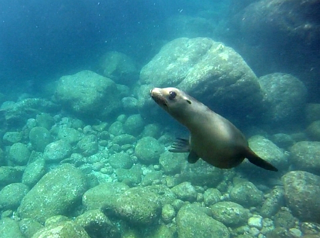 Sea Lions Los Islotes, La Paz, Mexico