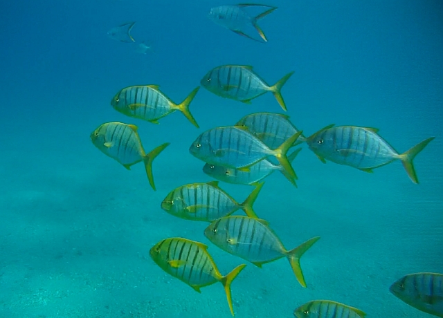 Isla Isabel Mexico pompano