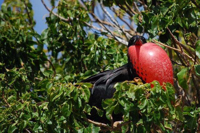 Isla Isabel frigate birds