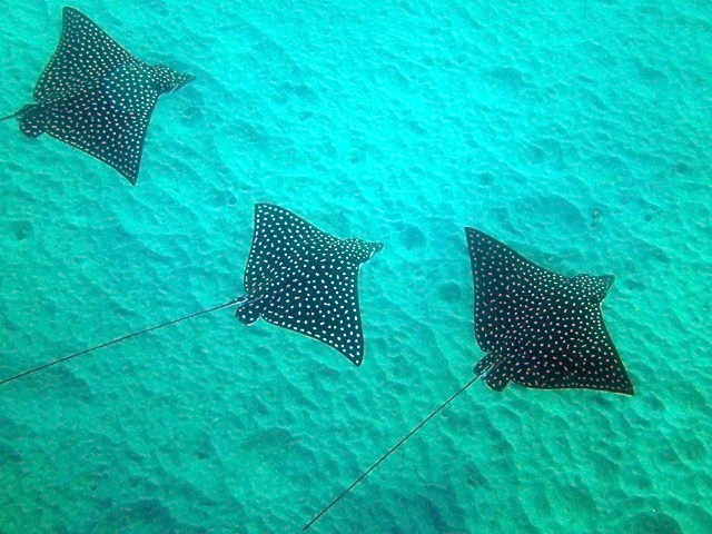 Isla Isabel spotted eagle Ray