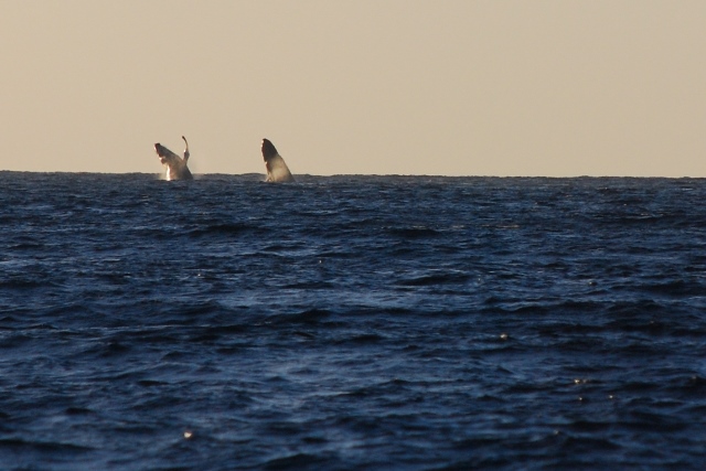 isla isabel whale