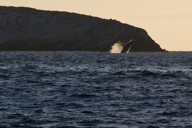 Isla Isabel