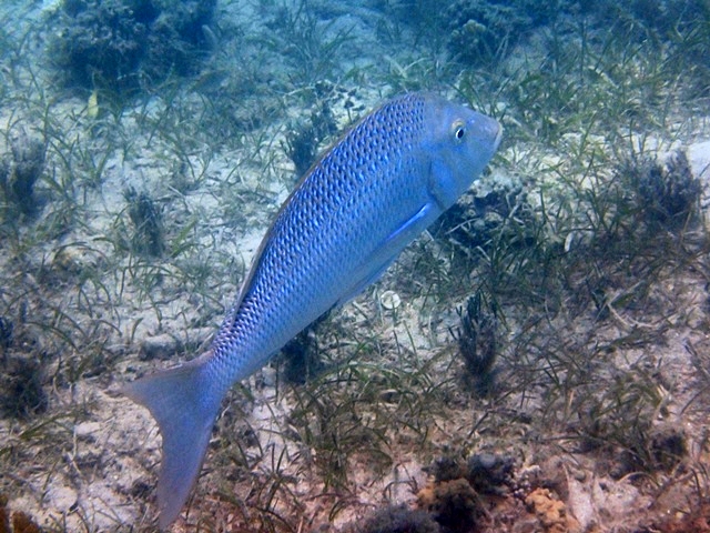 NewCal2Aus03 Snapper