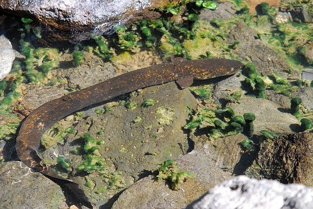 Tahiti, French Polynesia, Sailing, Green Panther, waterfall eel