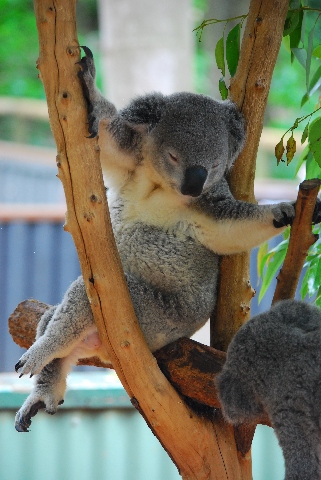 koala 18