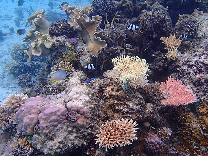 Caves13 Very diverse reef fauna Fiji 700x