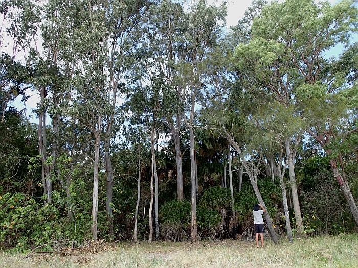 GreatSandy 06b FraiserIsland Ecalyptus Palms2