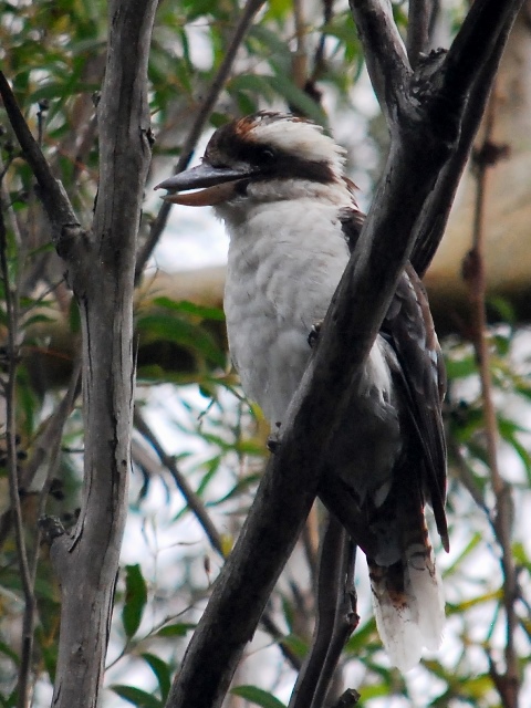 straddie 11