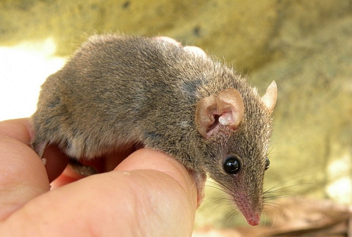 Living Brisbane new mammal highly sexed