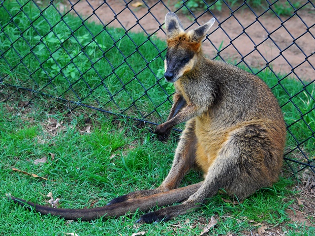 koala 08