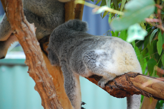 koala 17