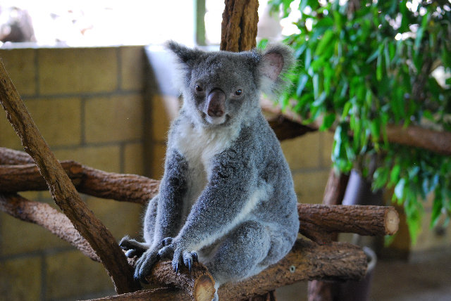 koala 19